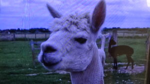 Alpacaloca Logo
